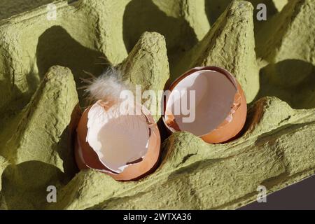 Closeup egg carton, carton packaging for eggs with empty broken egg shells from chicken eggs and a down feather. Spring, March, Netherlands. Stock Photo