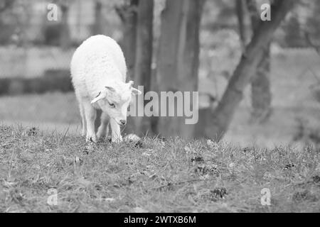 Easter lamb stands on a green meadow in black and white. White wool on a farm animal on a farm. Animal photo Stock Photo