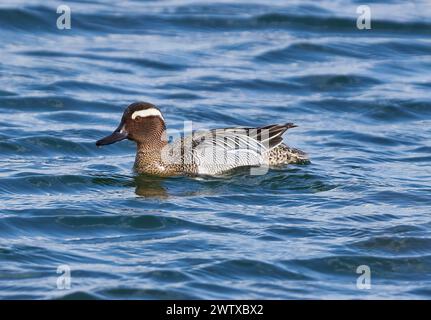 Garganey duck swimming on a lake in a sunny day, early spring Stock Photo