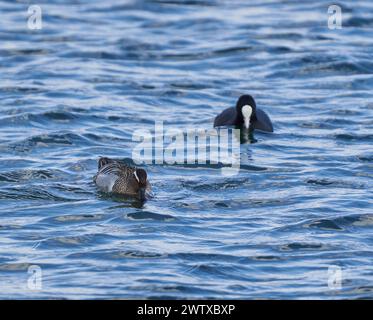 Garganey duck and a coot swimming on a lake Stock Photo