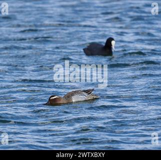 Garganey duck and a coot swimming on a lake Stock Photo