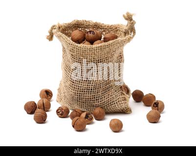 shagbark hickory nuts on white background Stock Photo