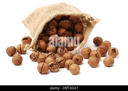 shagbark hickory nuts on white background Stock Photo