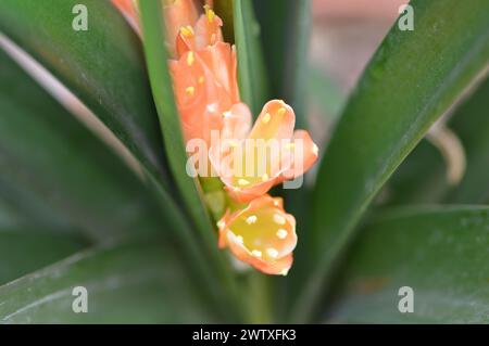 Fotografías macro de flores, árboles y animales. Distintos paisajes. Stock Photo