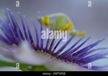 Fotografia macro de una flor de la pasión Stock Photo
