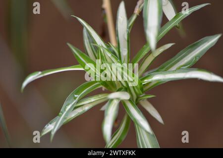 Fotografías macro de flores, árboles y animales. Distintos paisajes. Stock Photo