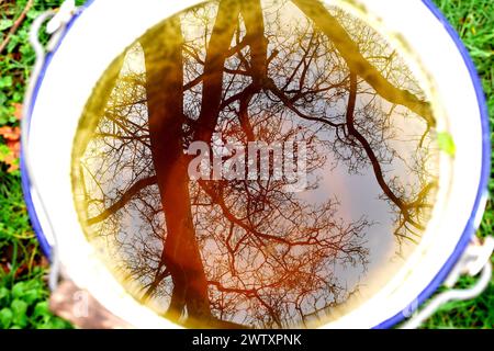 Plane tree reflected in a bucket of rain water Stock Photo