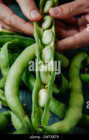 closeup of a man with an open broad bean pod in his hand with many beans inside Stock Photo