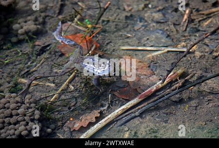 Frogs breeding and spawning in a pond Stock Photo