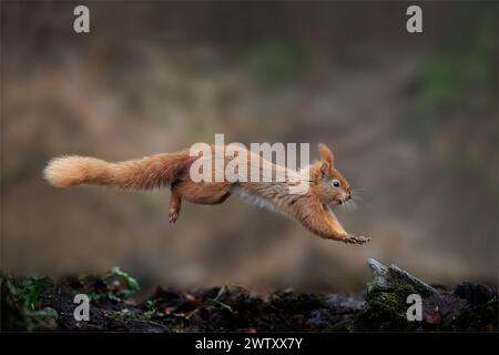 Leaping Red Squirrel Stock Photo