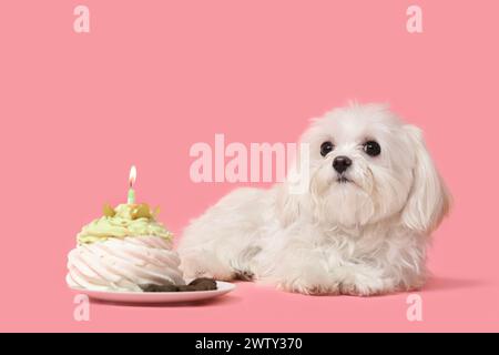 Cute Bolognese dog celebrating Birthday with cake on pink background Stock Photo