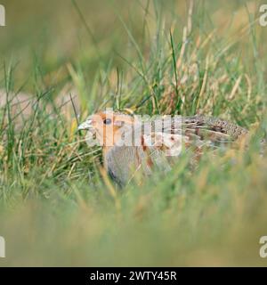 Grey Partridge ( Perdix perdix ), sitting, hiding in a meadow, rare bird of open fields and farmland, threatend by intensive farming, wildlife Europe. Stock Photo