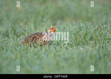 Grey Partridge ( Perdix perdix ) in spring, early in the morning, creeping through a green field covered with dew drops, wildlife, Europe. Stock Photo