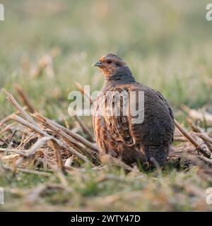 Grey Partridge ( Perdix perdix ), adult male in early morning light, sitting on farmland, typical secretive behaviour, backside view, wildlife, Europe Stock Photo