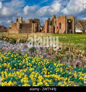 View in Spring with daffodils in the foreground of Lindisfarne Priory on the Holy Island of Lindisfarne in Northumberland, England, United Kingdom Stock Photo