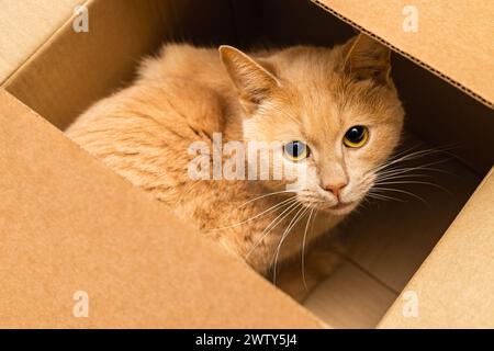 red cat sitting in a cardboard box. cat hiding in a box Stock Photo