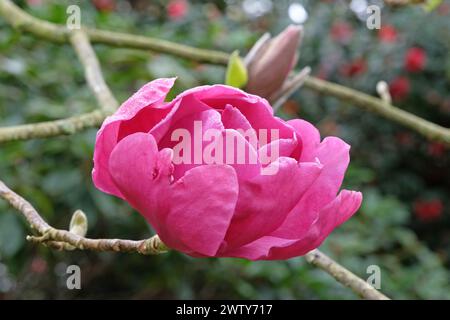 Deep pink Magnolia Felix jury 'Jurmag2' in flower. Stock Photo