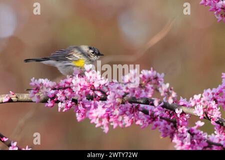 A tiny bird perched on pink flowers and stem Stock Photo