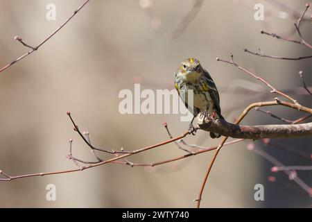 A tiny bird perched on pink flowers and stem Stock Photo