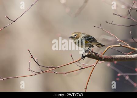 A tiny bird perched on pink flowers and stem Stock Photo