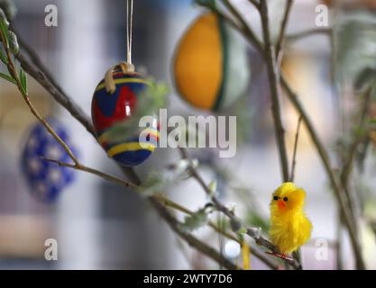 Ostern 20.03.2024, Ostramondra, Osterstrauss - an Weidenzweigen haengen Ostereier, ein gelbes Kueken sitzt auf einem Zweig *** Easter 20 03 2024, Ostramondra, Easter bouquet, Easter eggs hanging from willow branches, a yellow chick sitting on a branch Stock Photo