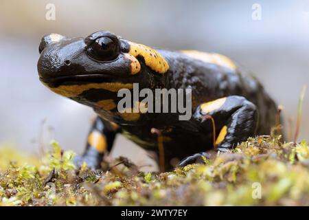 colorful salamander in natural habitat (Salamandra salamandra) Stock Photo
