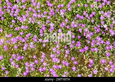 Spergularia purpurea, the purple sandspurry, or Spergularia rubra,  the red sandspurry or red sand-spurrey, a very small and violet flower in the Sier Stock Photo