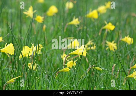 Yellow Narcissus bulbocodium, the petticoat daffodil or hoop-petticoat daffodil, in flower. Stock Photo