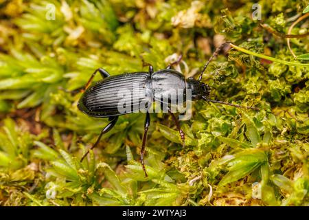 Carabid Beetle (Pterostichus mutus) Stock Photo