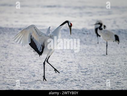 A Red-crowned Crane (Grus japonensis) dancing in snow covered field. Hokkaido, Japan. Stock Photo