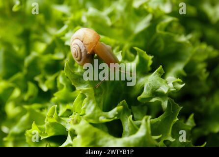 Small snail on fresh green lettuce leaves, close-up. The snail eats lettuce leaves, illustration of a healthy diet, the benefits of plant food. Stock Photo