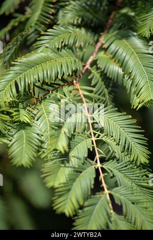 Metasequoia. Green metasequoia branch, close-up. Nature background. A coniferous tree that turns yellow in autumn and sheds its needles in winter. Stock Photo