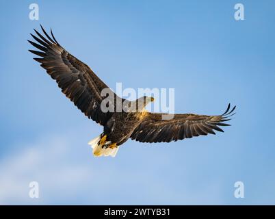 A White-tailed Eagle (Haliaeetus albicilla) in flight. Hokkaido, Japan. Stock Photo
