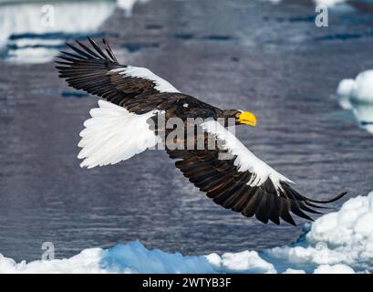 A Steller's Sea-Eagle (Haliaeetus pelagicus) flying over floating sea ice. Hokkaido, Japan. Stock Photo