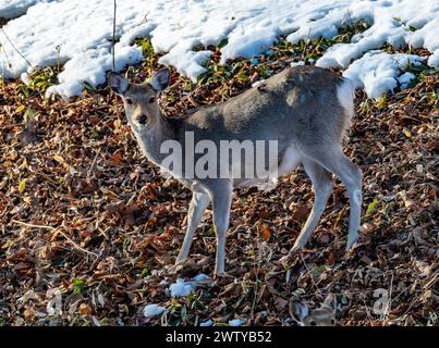 A Yezo Sika Deer (Cervus nippon yesoensis) grazing. Hokkaido, Japan. Stock Photo