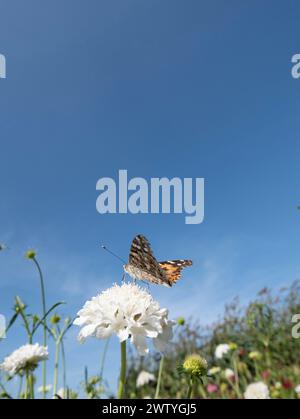 A graceful butterfly flutters above a meadow of white flowers, pollinating as it goes. This arthropod is just one of many insects that play a crucial Stock Photo