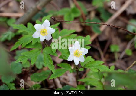 wild white flowering wood anemone nemorosa six petalled flowers with yellow centre stamen leaves lobed and pointed spring season UK landscape format Stock Photo