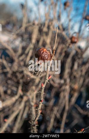 dried rosehip on bush Stock Photo