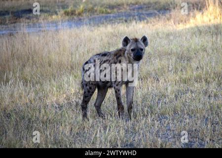 Hyena hunting for lion cubs, as seen while on Safari in the Okavango Delta, Botswana, Southern Africa Stock Photo