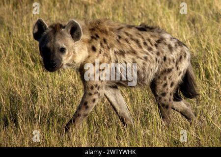 Hyena hunting for lion cubs, as seen while on Safari in the Okavango Delta, Botswana, Southern Africa Stock Photo