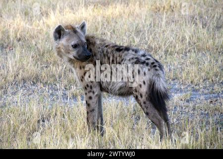 Hyena hunting for lion cubs, as seen while on Safari in the Okavango Delta, Botswana, Southern Africa Stock Photo