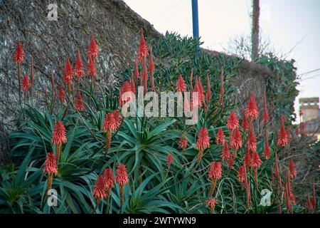 Red aloe vera flower succulent flower blooming with a wall behind in Vigo, Pontevedra, Spain Stock Photo