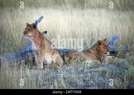 Lion cubs seen while on Safari in the Okavango Delta, Botswana, Southern Africa Stock Photo