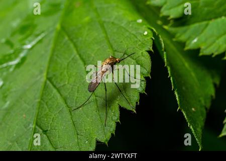 macro normal female mosquito isolated on green leaf. Stock Photo