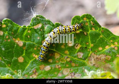 Mullein Cucullia verbasci Caterpillars feeding on garden flower leaves . Stock Photo