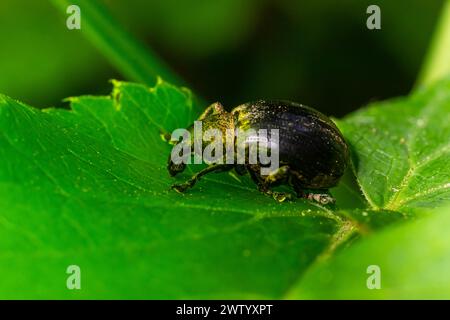 Macro of a Snout Beetle resting on a leaf. Stock Photo