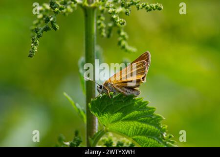 The heath fritillary butterfly Melitaea athalia. Beautiful fritillary butterfly on meadow. Stock Photo