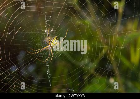 Closeup of exotic striped argiope bruennichi orb web spider sitting on cobweb against blurred background in daytime. Stock Photo