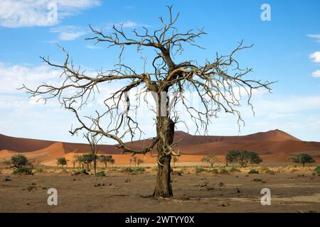 A dead tree, desert shrubs and red sand dunes near Sossusvlei in the Namib Desert, Namibia, Southern Africa Stock Photo