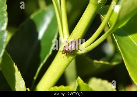 Small, hairy European tarnished plant bug, Lygus rugulipennis. Tribe Mirini, subfamily Mirinae, family Plant Bugs (Miridae). On Evergreen spindle Stock Photo